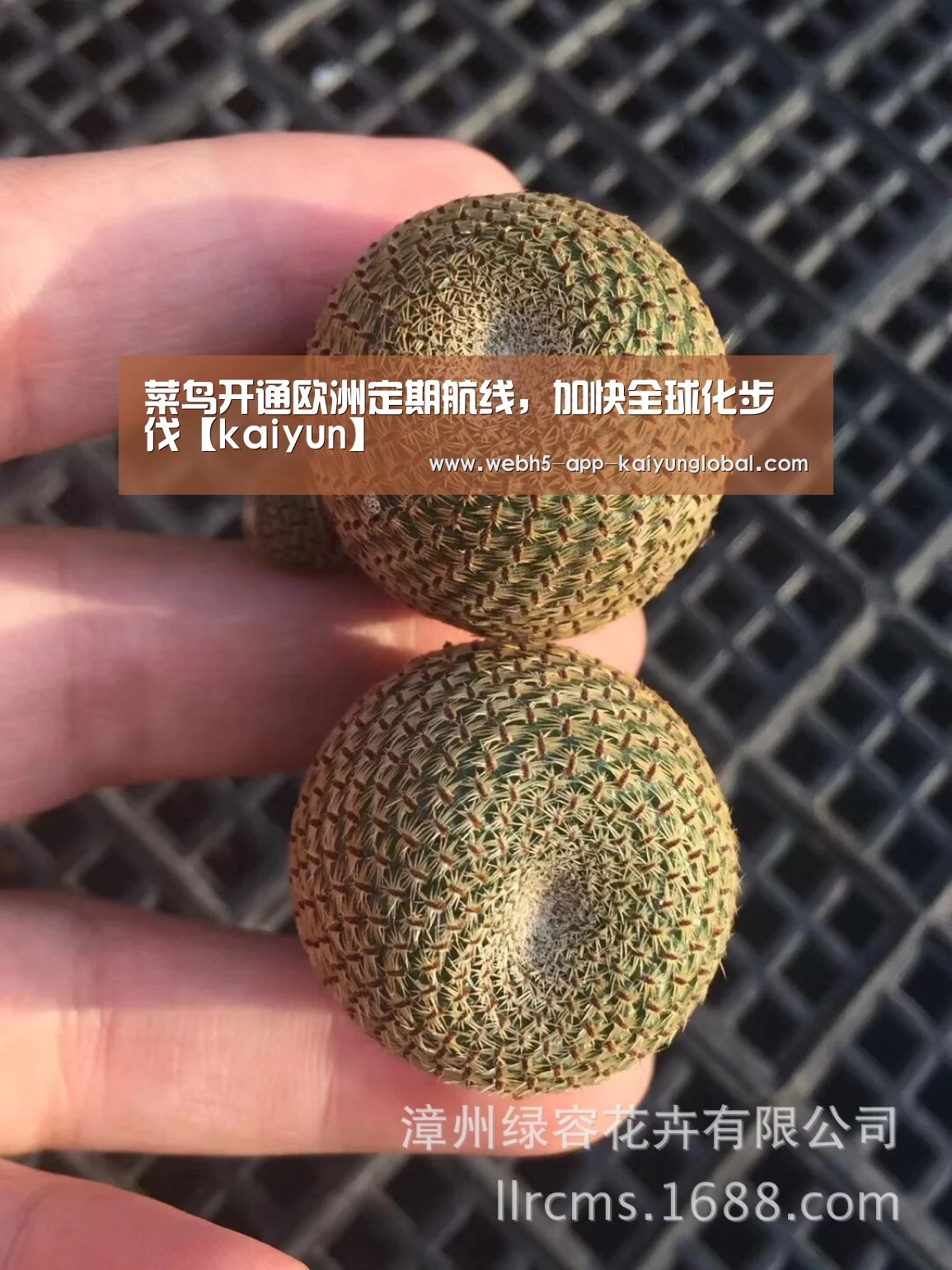 菜鸟开通欧洲定期航线,加快全球化步伐【kaiyun】(图4) 开云